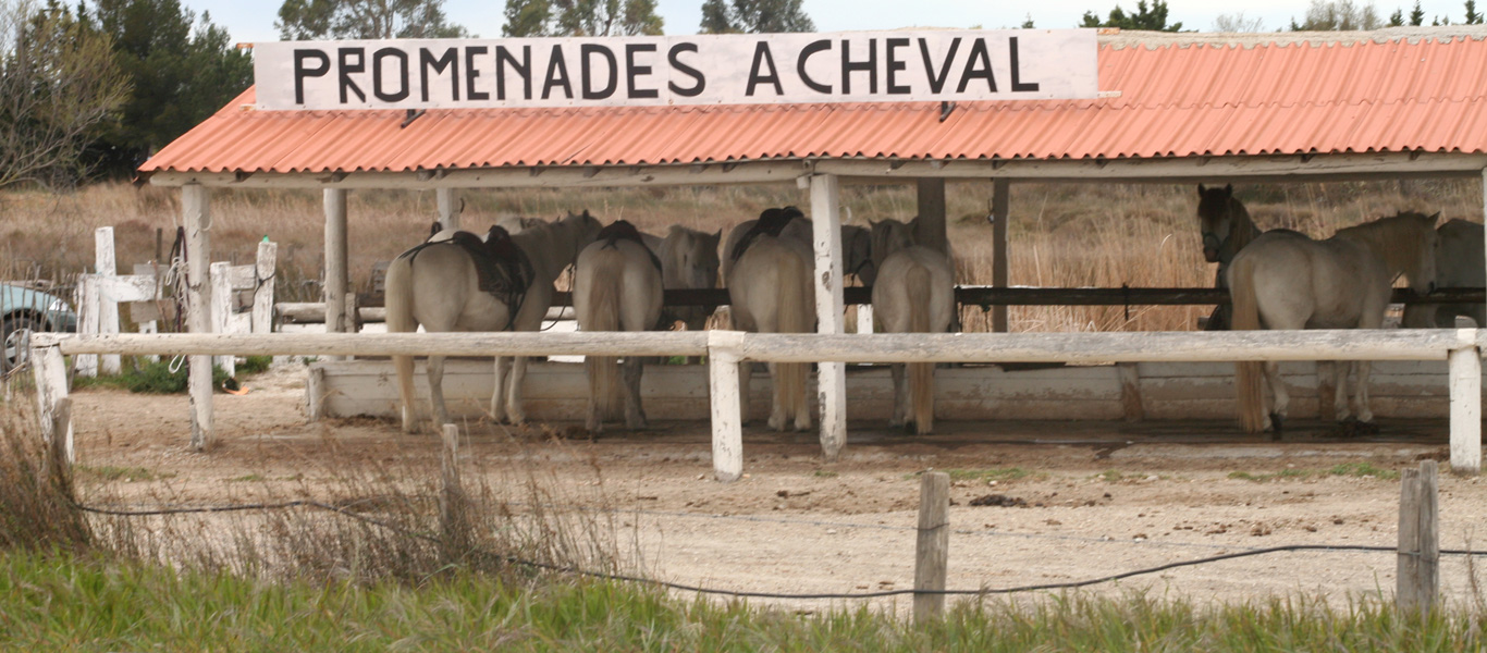 Foto beim Reiten von Pferden in der Camarque, by woidesign