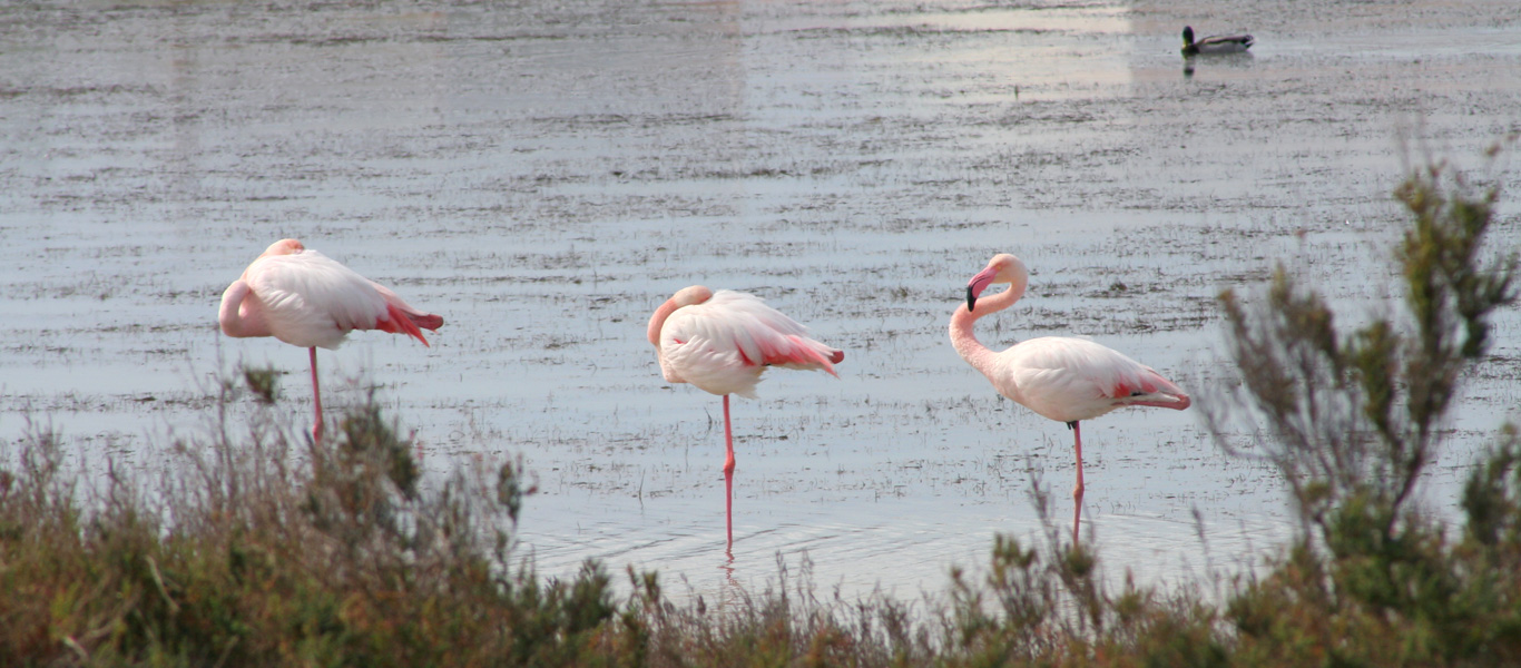 Flamingos aus dem Wildpark in der Camarque, by woidesign