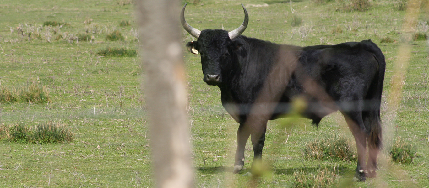 Stiere im Wildpark in der Camarque, by woidesign