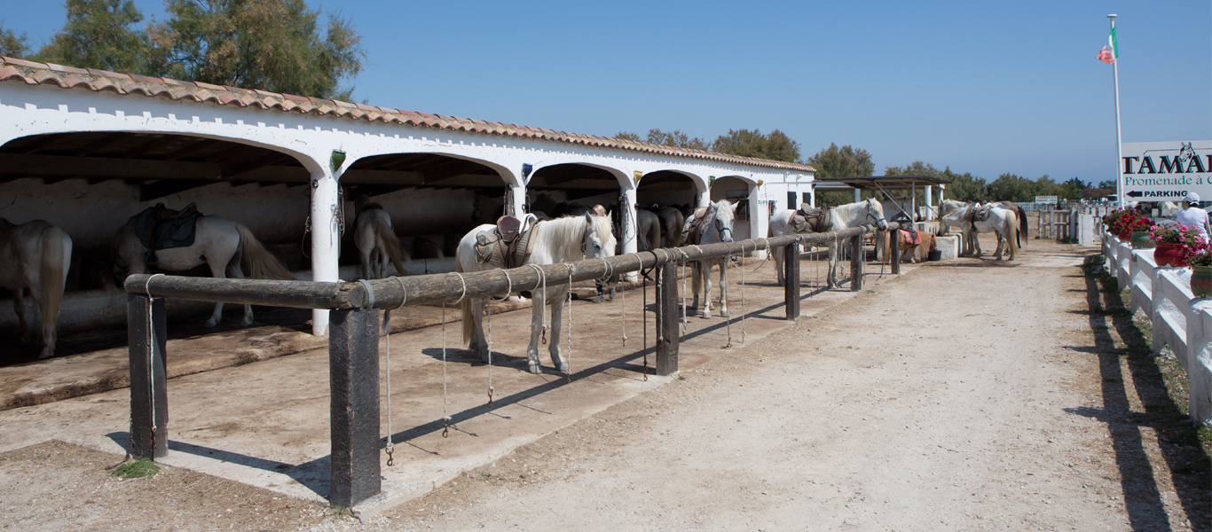 Pferde zur Vermietung an der Promenade im Wildpark in der Camarque, by woidesign