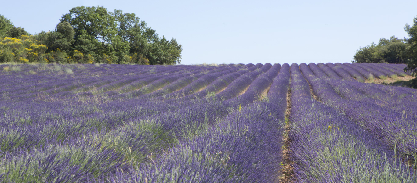 Cucuron Lavendelfeld